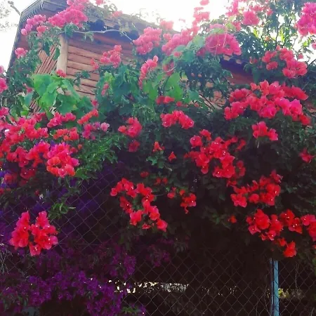 Complex Bahar Bahce Datca Mesudiye (Datca)