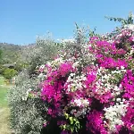 Bahar Bahce Datca Feriested Mesudiye (Datca)