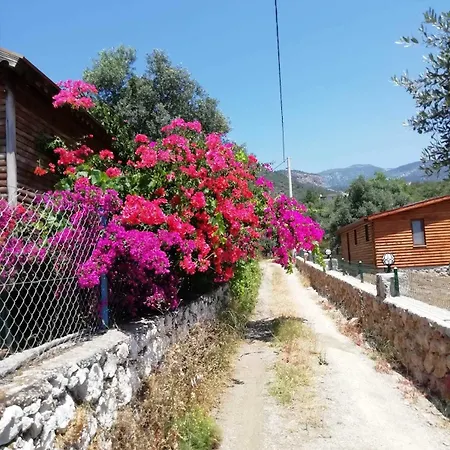 Bahar Bahce Datca Mesudiye