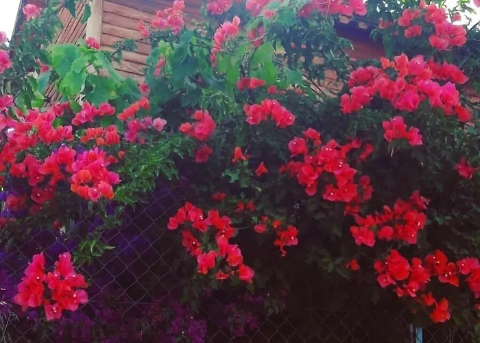 리조트 Bahar Bahce Datca 메수디에